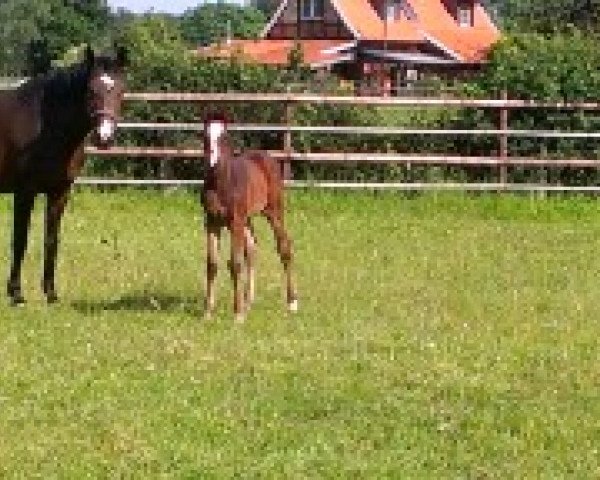 broodmare No Limit L (Bavarian, 2001, from Quamiro)