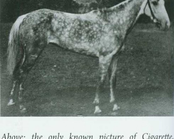 broodmare Serenissima xx (Thoroughbred, 1913, from Minoru xx)