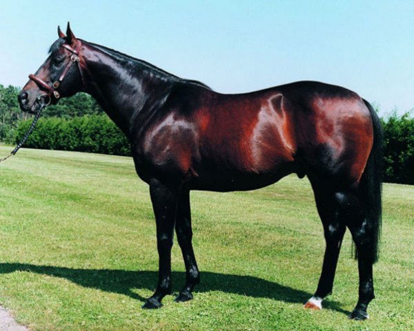 stallion Green Desert xx (Thoroughbred, 1983, from Danzig xx)