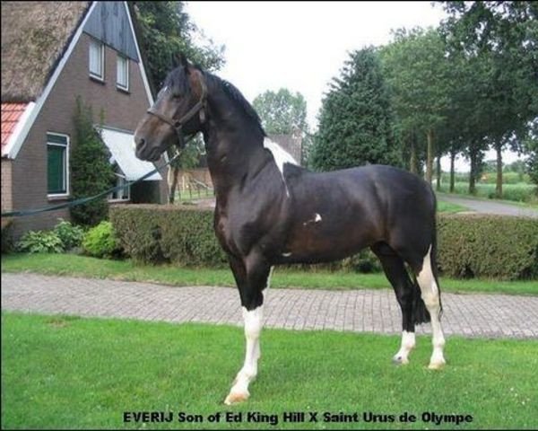 stallion Everij A (Nederlands Rijpaarden en Pony, 1996, from Ed King Hill)