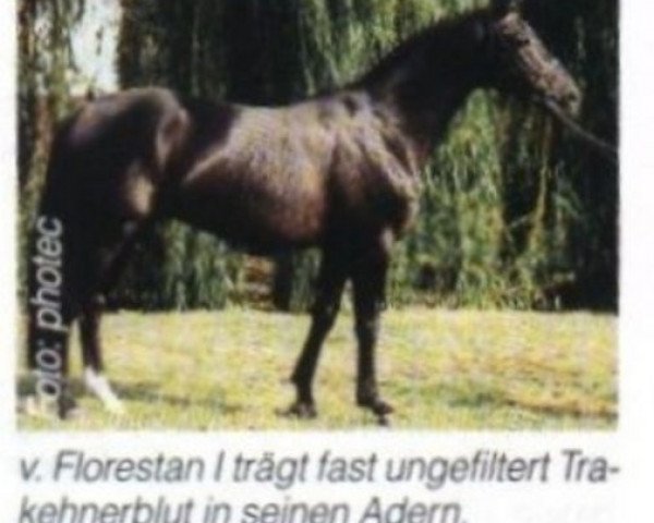 stallion Flores (Rhinelander, 1993, from Florestan I) stallion Flores (Rhinelander, 1993, from Florestan I)