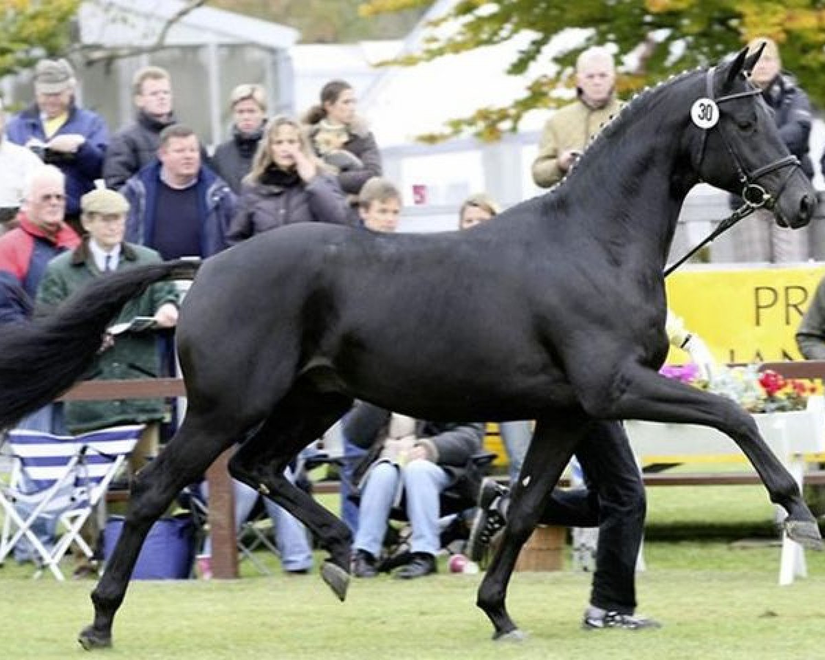 Deckhengst Hochmeister (Hannoveraner, 2005, von Hochadel)