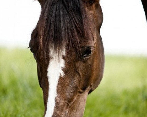 dressage horse Destiny (Hessian Warmblood, 2003, from Don Stefano)
