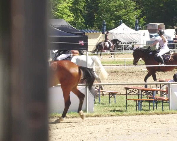 Reitturnier Heiligenwald 2022