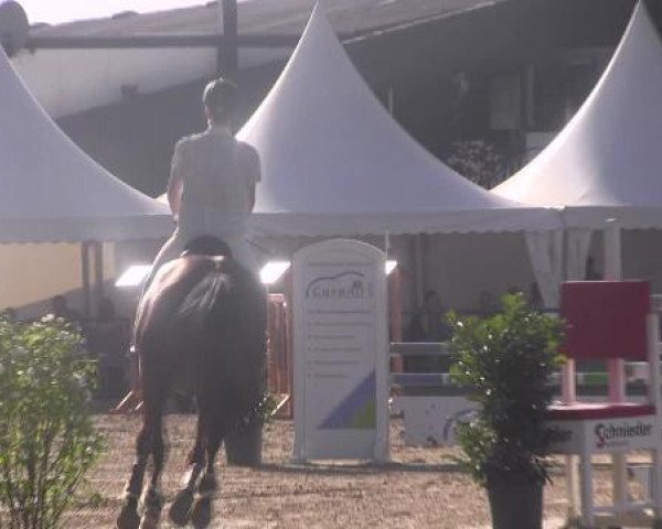 jumper Cosmo B (Westphalian, 2005, from Cayetano L)