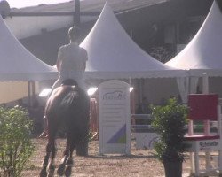 jumper Cosmo B (Westphalian, 2005, from Cayetano L)