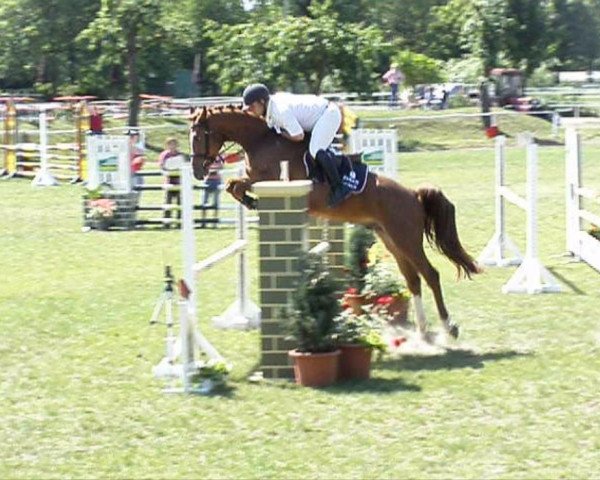 jumper Askado (German Sport Horse, 2006, from Askari) jumper Askado (German Sport Horse, 2006, from Askari)