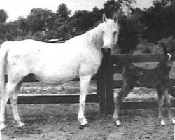 broodmare Gamila RAS (Arabian purebred, 1900, from El Sennari RAS)