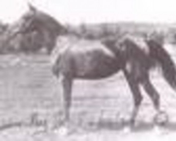 broodmare Kasima RAS (Arabian purebred, 1905, from Narkise RAS) broodmare Kasima RAS (Arabian purebred, 1905, from Narkise RAS)