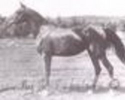 Zuchtstute Kasima RAS (Vollblutaraber, 1905, von Narkise RAS)