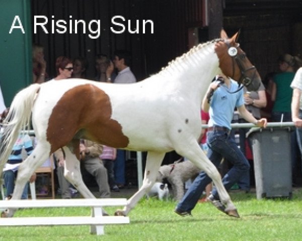 broodmare A Rising Sun (Westphalian, 2002, from Astek)