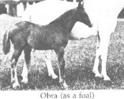 broodmare Obra 1933 ox (Arabian purebred, 1933, from Hardy 1926 ox)