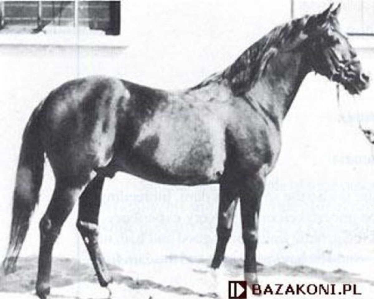 stallion Almanzor ox (Arabian purebred, 1909, from Athos ox)