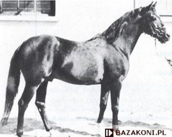 Deckhengst Almanzor ox (Vollblutaraber, 1909, von Athos ox) Deckhengst Almanzor ox (Vollblutaraber, 1909, von Athos ox)