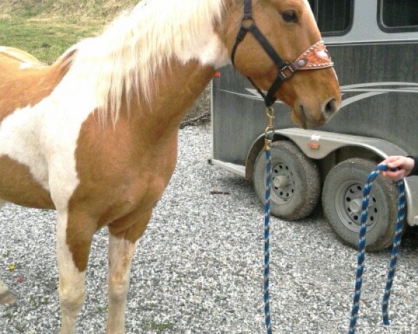 Pferd PB Fritz Bonanza (Paint Horse, 2007, von BH Pats Threebars)