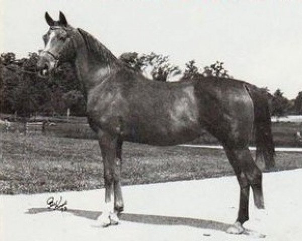 broodmare Elokwencja 1957 ox (Arabian purebred, 1957, from Rozmaryn ox)