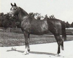 broodmare Elokwencja 1957 ox (Arabian purebred, 1957, from Rozmaryn ox)