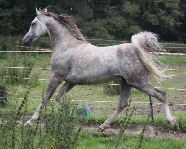 stallion Ghabri Shamal 2004 ox (Arabian purebred, 2004, from Rikis Shabri 1993 ox)