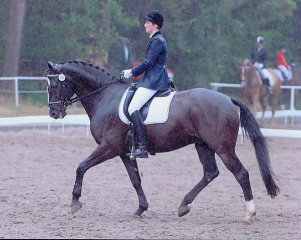 horse Escobar (Hanoverian, 1996, from Escudo II)