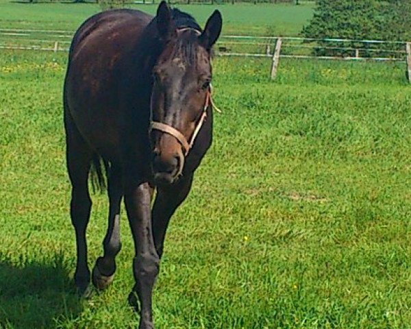 horse Berberys (Polish Warmblood, 2004)