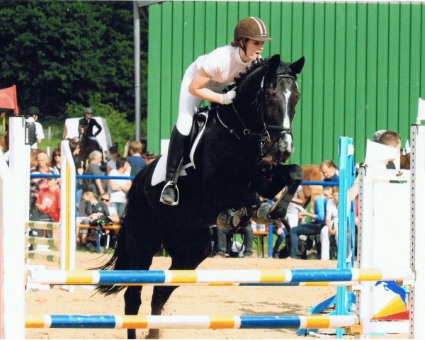 jumper Champ (Oldenburg, 2000, from Concetto I)