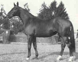 stallion Faritchou AA (Anglo-Arabs, 1971, from Rio Negro AA)