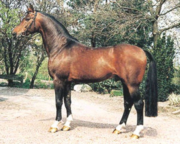 stallion Pinocchio (Westphalian, 1982, from Pilot)