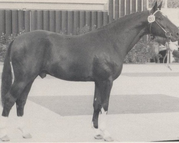 Deckhengst Urquell (Westfale, 1976, von Usus)