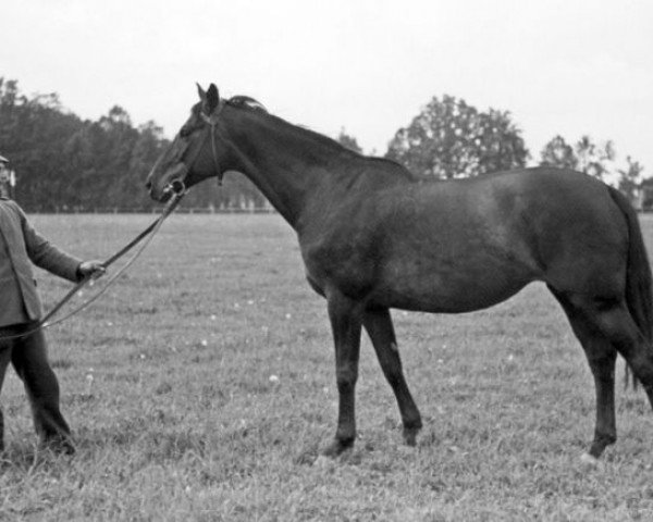 broodmare Thyra (Trak. V 683) (Trakehner, 1924, from Elsaesser) broodmare Thyra (Trak. V 683) (Trakehner, 1924, from Elsaesser)