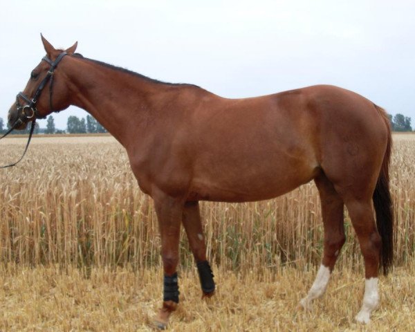 jumper Dschaina (German Sport Horse, 2003, from Domenico xx) jumper Dschaina (German Sport Horse, 2003, from Domenico xx)