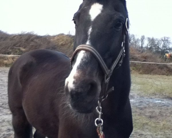 broodmare Ariella 7 (Oldenburg, 1992, from Aletto)