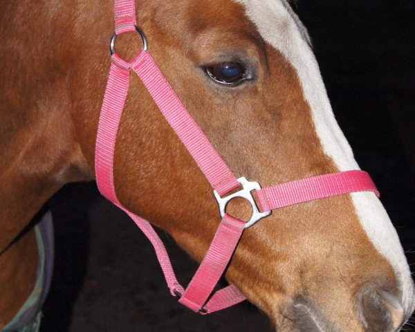horse Hugo Boss (Welsh-Pony (Section B), 2016, from Halifax)
