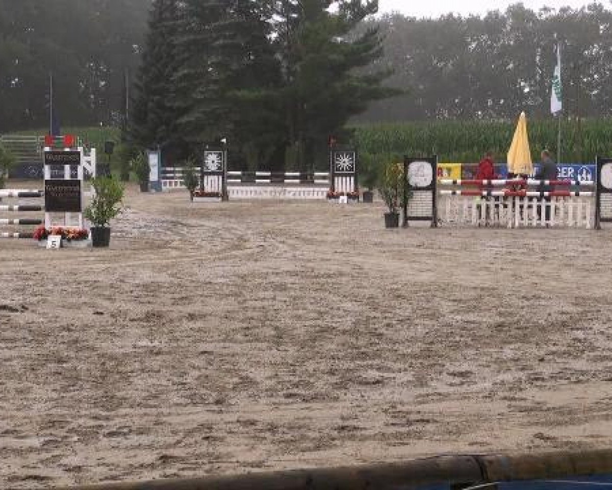 Cavallo da salto Secundo W (Westfale, 2008, di Sandro Hit)