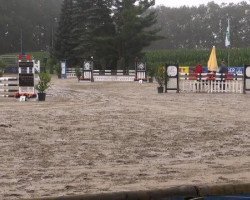 jumper Secundo W (Westphalian, 2008, from Sandro Hit)