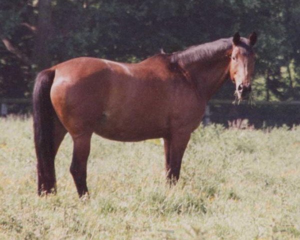 broodmare Ballgefluester F (Trakehner, 1991, from Itaxerxes)
