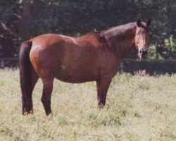 broodmare Ballgefluester F (Trakehner, 1991, from Itaxerxes)