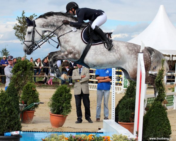 jumper Celantano (Oldenburg show jumper, 2004, from Celano)