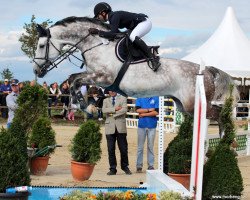 Springpferd Celantano (Oldenburger Springpferd, 2004, von Celano)