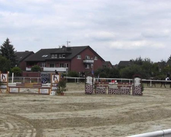 dressage horse Alpha I (Westphalian, 2004, from Archimedes I)