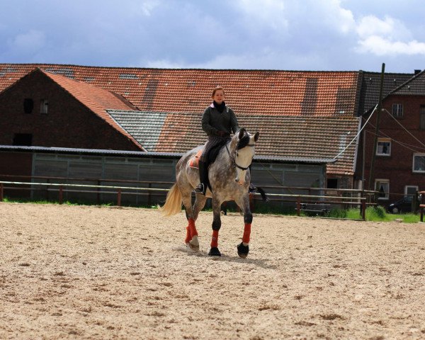 horse Anton (German Warmblood, 2006, from Air Dancer)