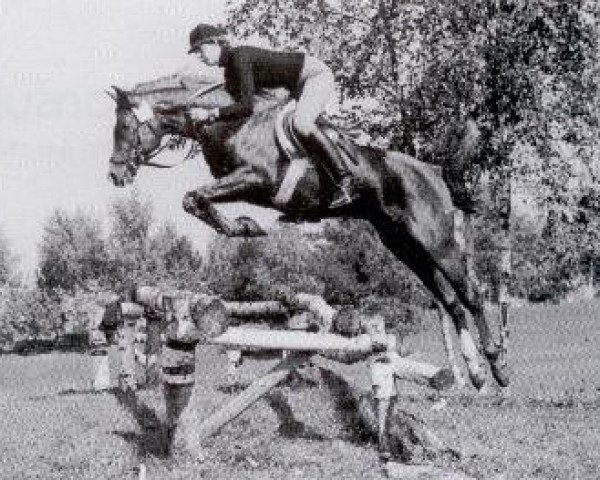 stallion Mansul ox (Arabian purebred, 1975, from Sawih Ibn Wisznu ox)