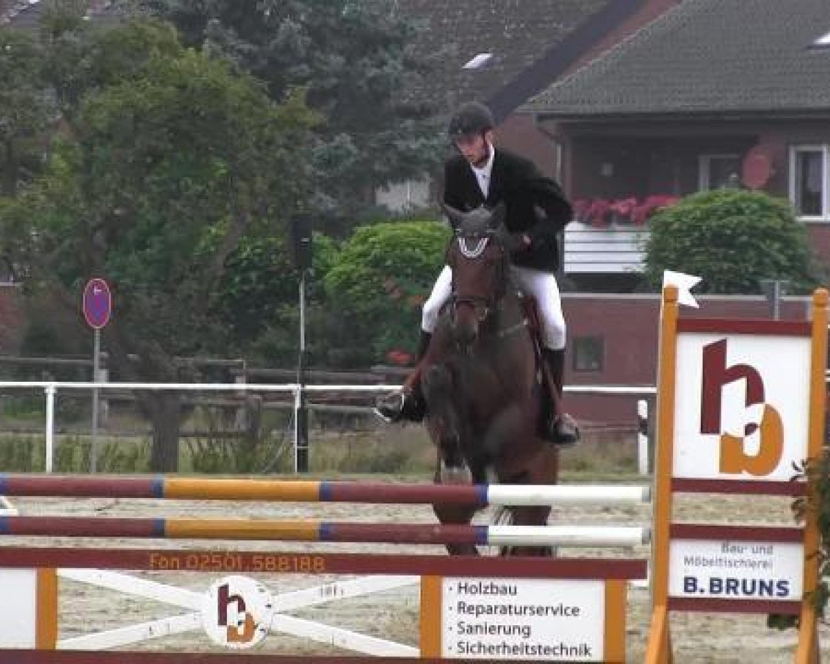 Pferd Bistoukette D'Herock (Belgisches Warmblut,  )