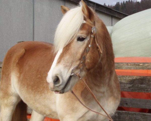 horse Nilano (Haflinger, 1999, from Navaro)