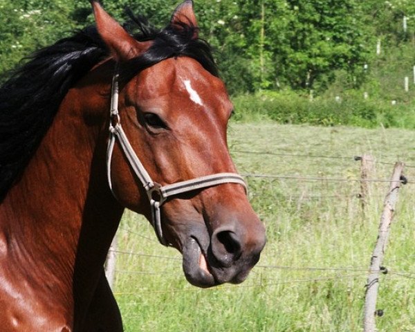 broodmare Gina (Knabstrupper, 1999, from Django von der Happy Horse Ranch) broodmare Gina (Knabstrupper, 1999, from Django von der Happy Horse Ranch)
