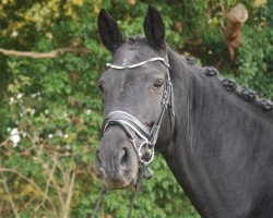 dressage horse A tout à l'heure FH (Oldenburg, 2014, from Abegglen Fh Nrw)