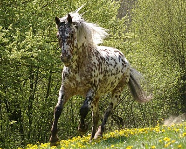 Pferd Askan von der Happy Horse Ranch (Knabstrupper, 2001, von Django von der Happy Horse Ranch)