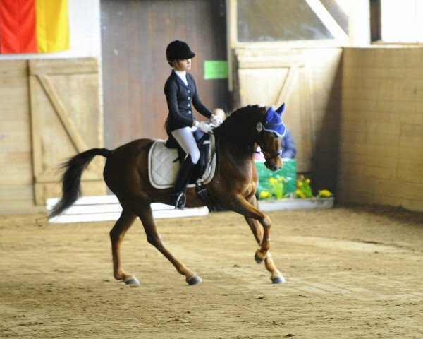 dressage horse Sl Cuba (German Riding Pony, 2002, from Constantin)