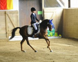 dressage horse Sl Cuba (German Riding Pony, 2002, from Constantin)