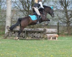 dressage horse Billy (German Riding Pony, 2005)