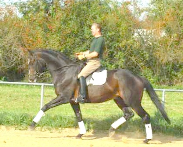 dressage horse Giovanni (Trakehner, 2002, from Monteverdi)